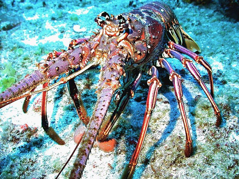 File:Caribbean spiny lobster.jpg