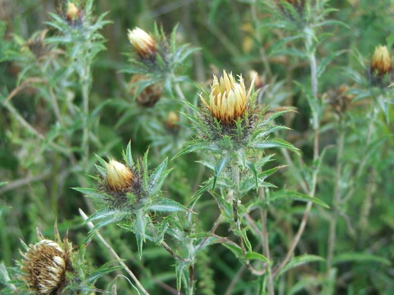 File:Carlina biebersteinii4.jpg