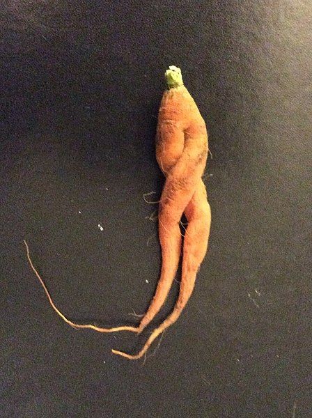 File:Carrot legs.jpg