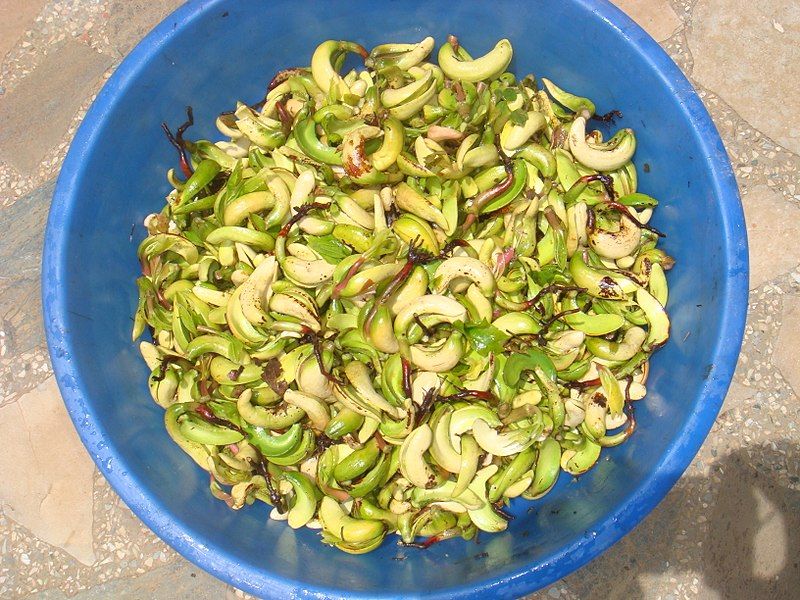 File:Cashew - sprout.jpg