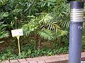 A specimen at Hong Kong Zoological and Botanical Gardens