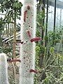 Cleistocactus strausii