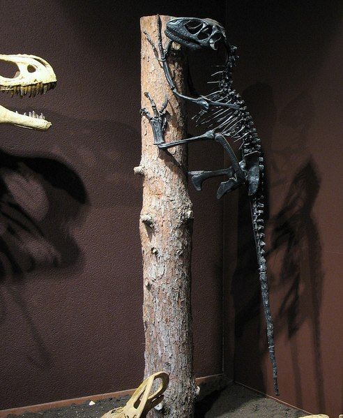 File:Climbing Deinonychus.jpg