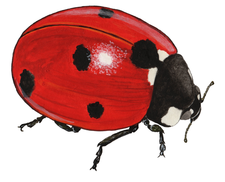 File:Coccinella-septempunctata--Trp-1.png