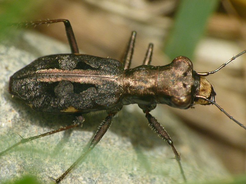 File:Cylindera dromicoides 1.jpg