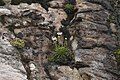 Damnamenia vernicosa growing on a cliff face on Campbell Island