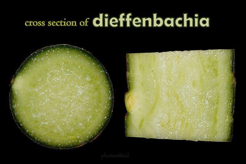 File:Dieffenbachia cross section.jpg