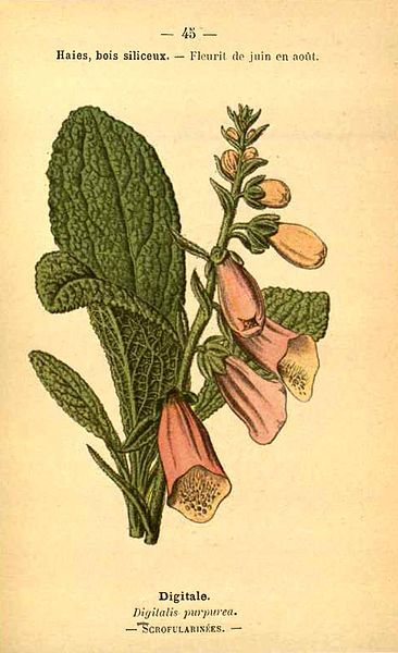 File:Digitalis purpurea00.jpg