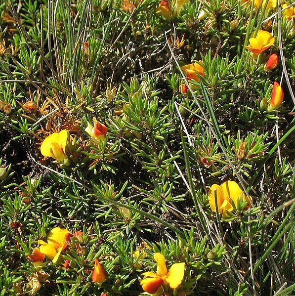 File:Dillwynia prostrata.jpg