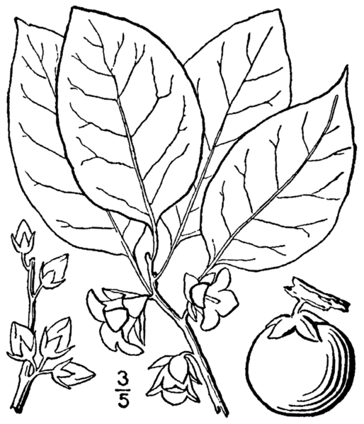 File:Diospyros virginiana BB-1913.png