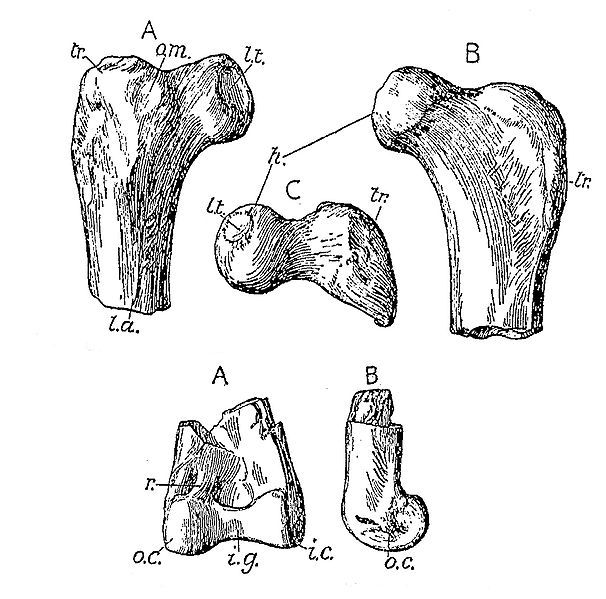 File:Elopteryx nopcsai bones.jpg