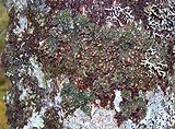 Reddish liverwort Frullania asagrayana on a tree in Newfoundland, with the lichen Erioderma pedicellatum growing on top of it.