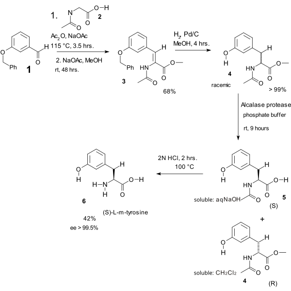 ErlenMeyer Amino Acid Synthesis Tyrosine