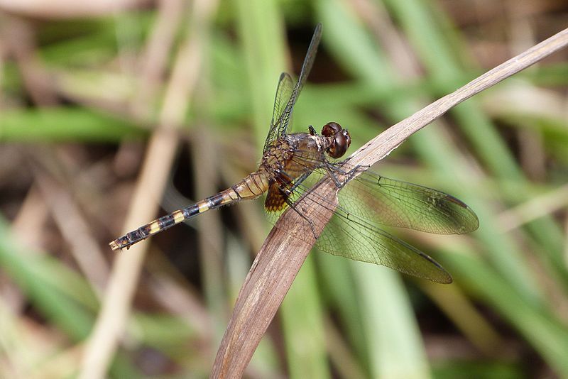 File:Erythemis attala.jpg