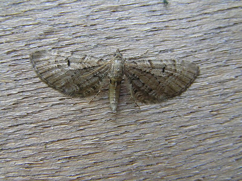 File:Eupithecia intricata FvL.jpg