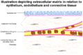 Extracellular Matrix - Illustration