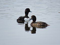 Tufted ducks