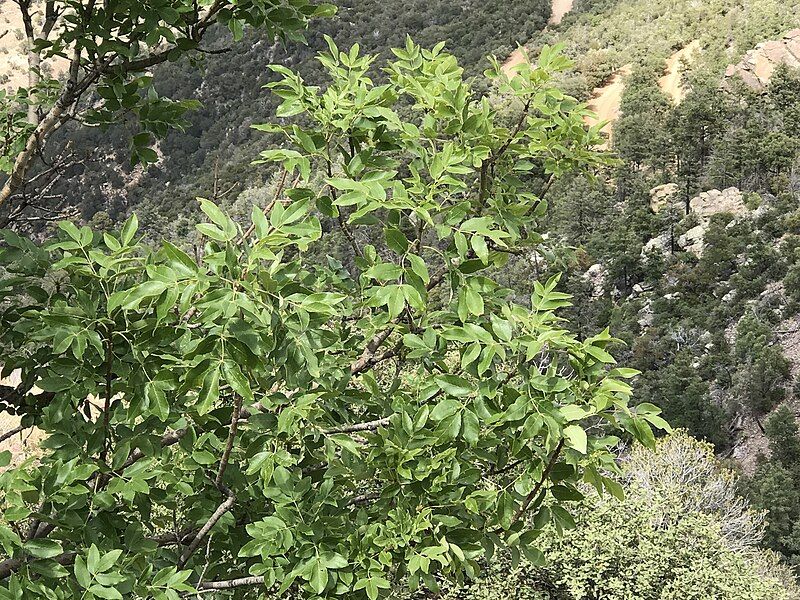 File:Fraxinus papillosa.jpg