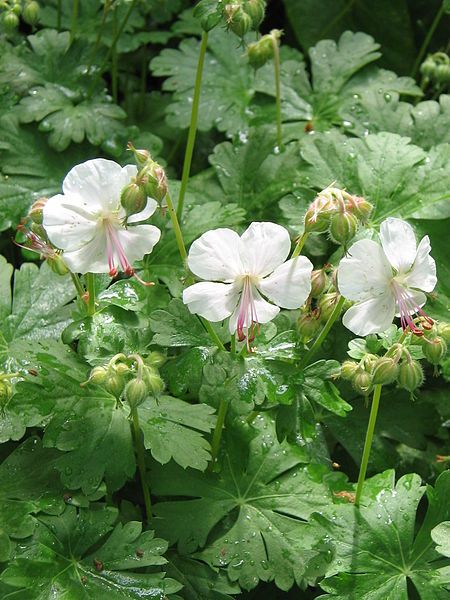 File:Geranium × cantabrigiense04.jpg