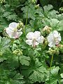 Geranium ×cantabrigiense