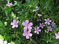 Geranium endressii