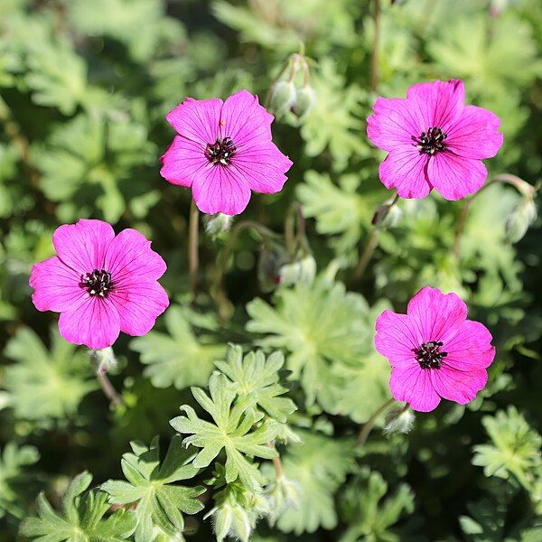 File:Geranium subcaulescens-IMG 7220.JPG