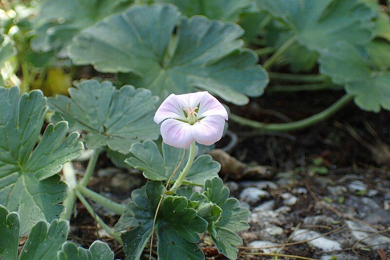 File:Geranium traversii kz04.jpg