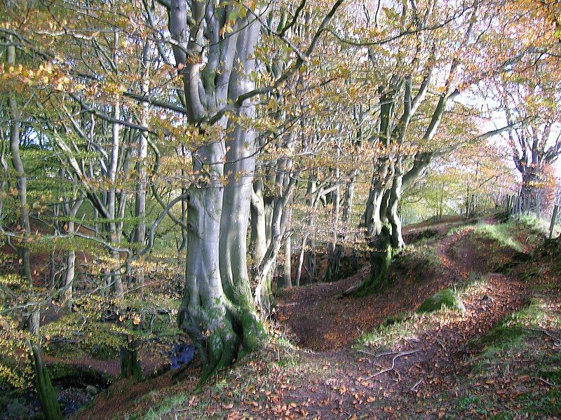 File:Giffordland Beechwood.JPG