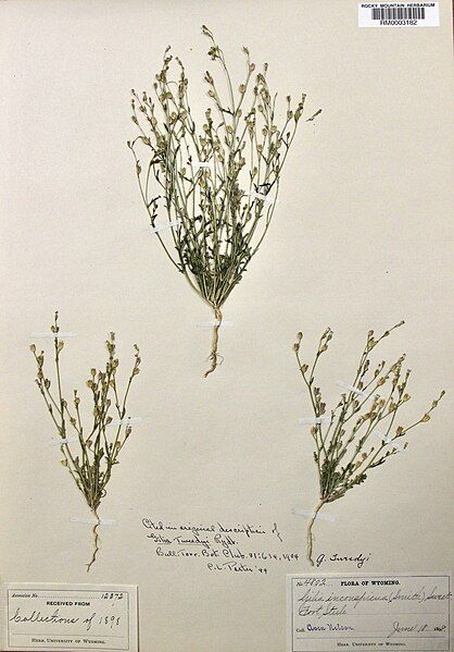 File:Gilia tweedyi specimen.jpg