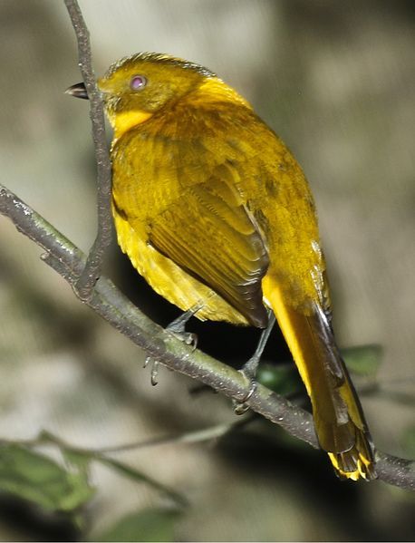 File:GoldenBowerbird2.jpg