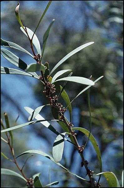 File:Hakea hookeriana.jpg