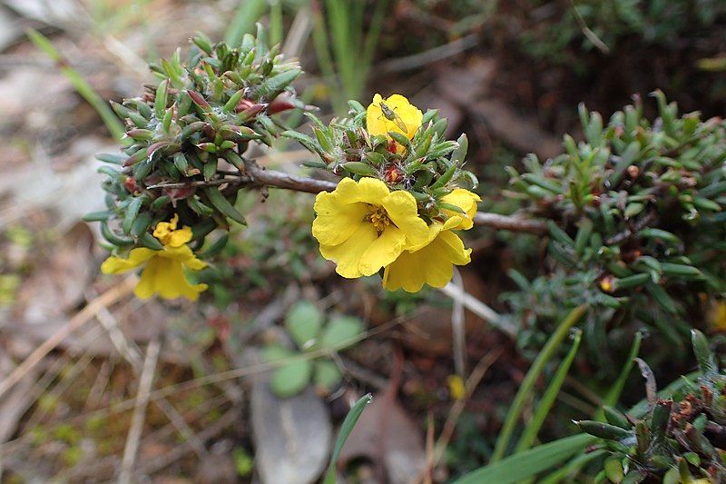 File:Hibbertia depressa flowers.jpg