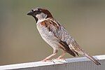 House Sparrow