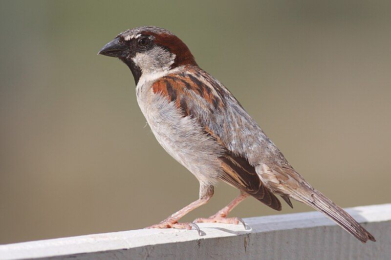 File:House Sparrow mar08.jpg