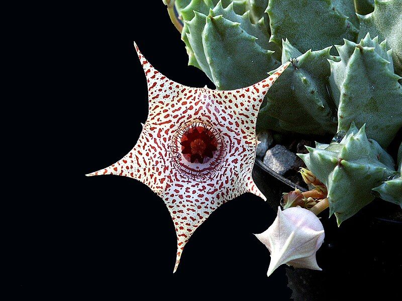 File:Huernia piersii1.JPG