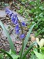 Hyacinthoides ×massartiana