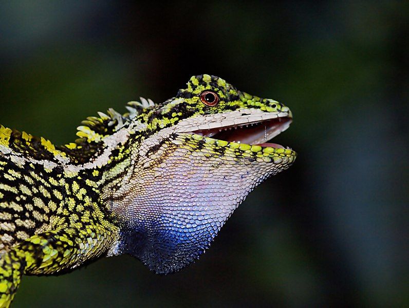 File:Kaziranga Lizard (107934471).jpeg