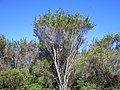 Kunzea ericifolia in a melaleuca thicket (approx 4 m tall), north side of Lake Seppings