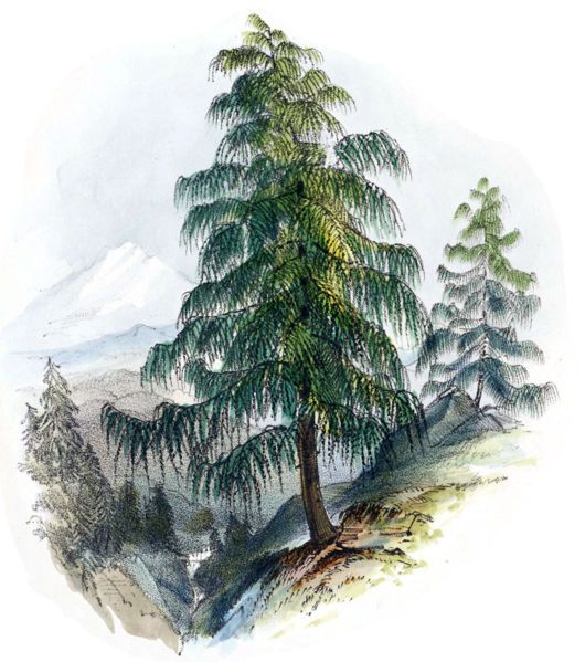 File:Larix griffithii scene.jpg