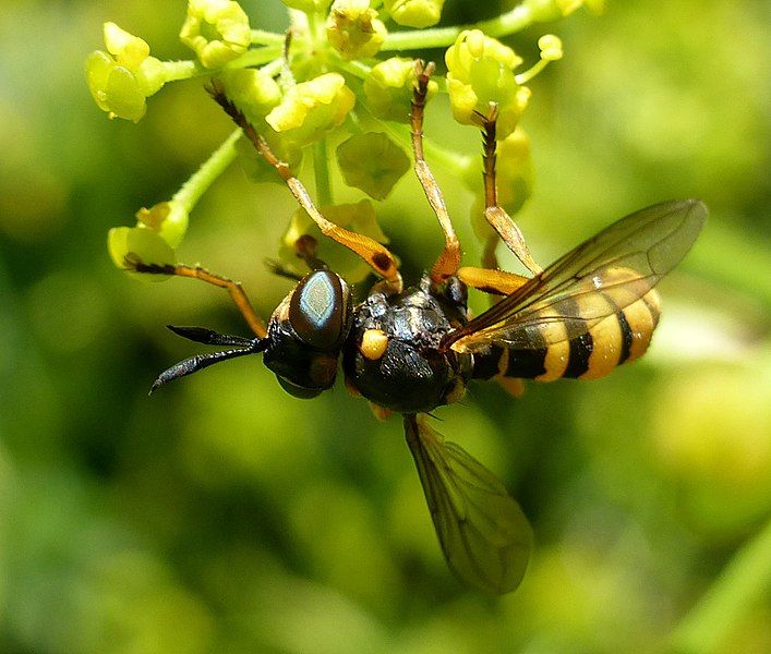 File:Leopoldius brevirostris.jpg