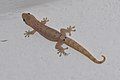 Mourning Gecko (Lepidodactylus lugubris)