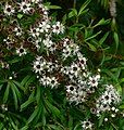 Leptospermum phylicoides