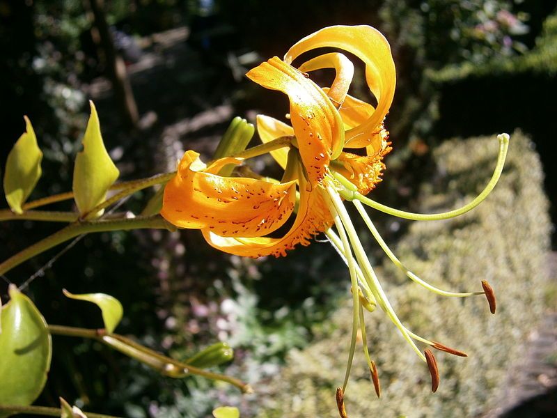 File:Lilium henryi01.jpg