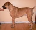 Boerboel