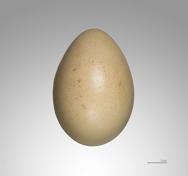 File:Lophura nycthemera MHNT.jpg