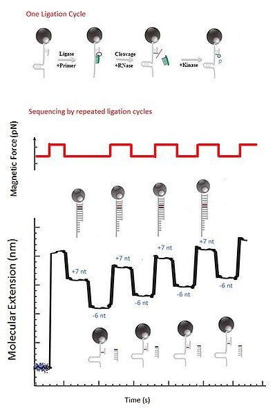File:MagneticSequencingViaLigation3.jpg
