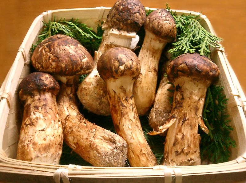 File:Matsutake.jpg