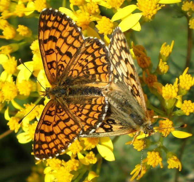 File:Melitaea deione aparellament.jpg