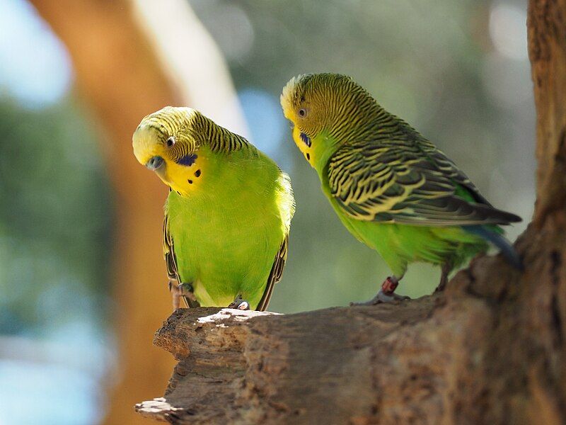 File:Melopsittacus undulatus (24082227505).jpg