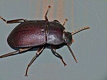 A dark gray beetle